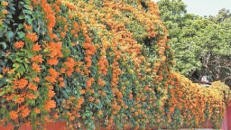 泉州洛江：“橙红瀑布”点亮建筑古迹