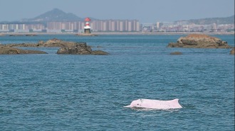 福建：以硬核科研守护大海精灵