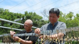 福州连江1200万只海马“游”入市场