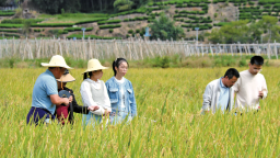 宁德福鼎：田间课堂传“粮”策