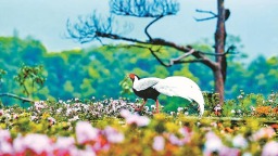 三明永安：“林中仙子”翩跹杜鹃花海间