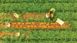 厦门翔安：拔萝卜 卖海外