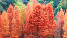 福州闽清古洋村水杉正当“红”