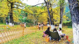 三明尤溪：银杏引客来