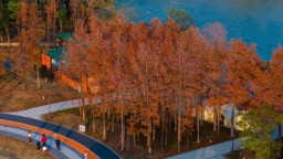 福州龙舟主题公园迎来水杉红