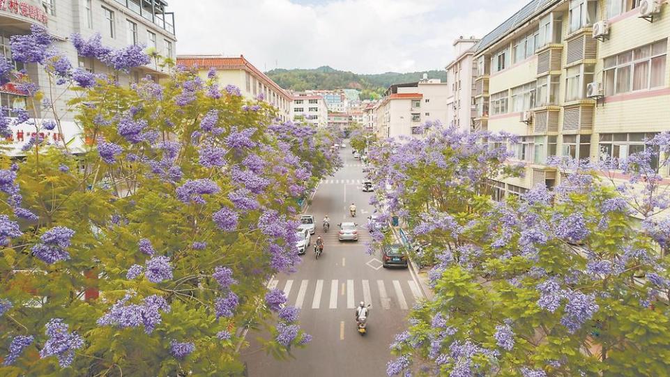 泉州德化：蓝花楹次第开放