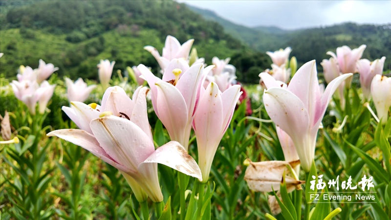 福州闽侯桃田村3万株百合盛放 芬芳扑鼻