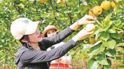 龙岩永定峰市镇：引种宝岛果 荒山变“金山”