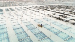 福建省紫菜产销两旺