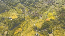 南平武夷山市后源村：山坳梯田 金秋稻熟