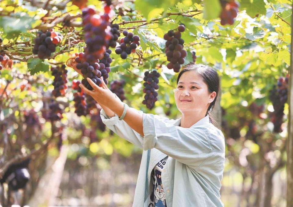 宁德福安赛江沿岸万亩葡萄喜获丰收