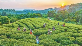 漳州诏安：多元业态铺就振兴路