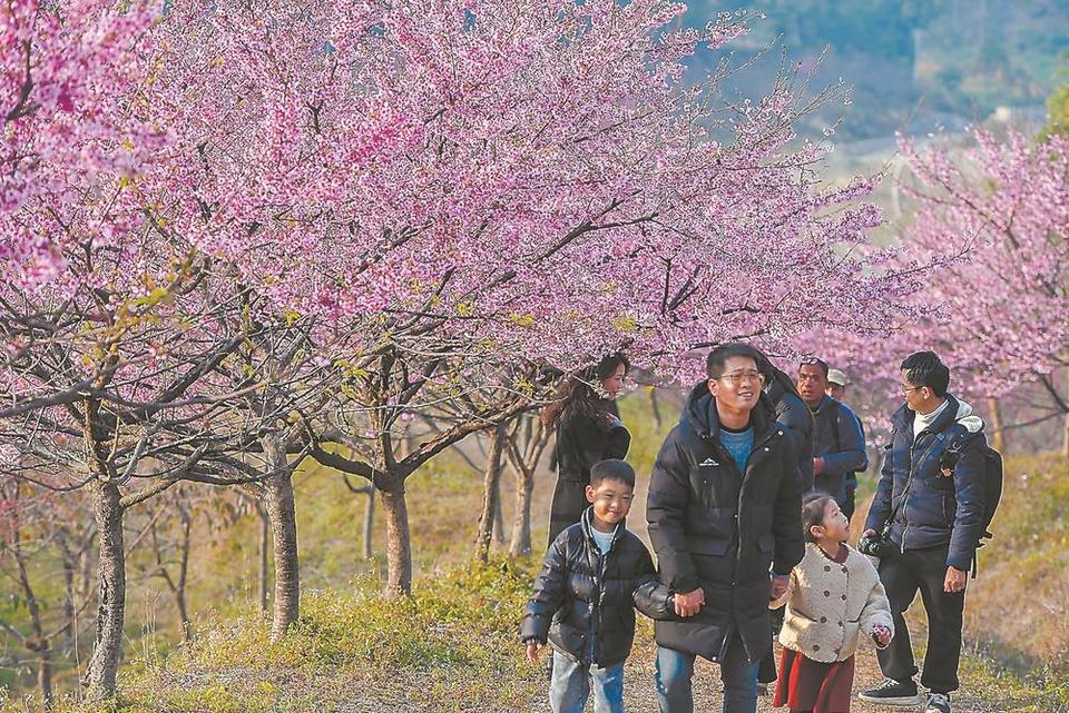 福州罗源北山村：樱花开 引客来