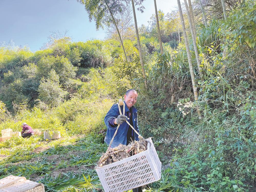 泉州德化桂阳乡：千亩姜田迎丰收