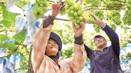 宁德周宁莲地村：葡萄迎丰收
