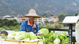 福州闽侯火炬村：荒地变良田 “蔬”写致富经