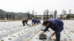 福州马尾琅岐镇：产业融合兴乡村 多元发展绘新卷