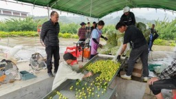 福州永泰：沉睡资产活起来 村民腰包鼓起来