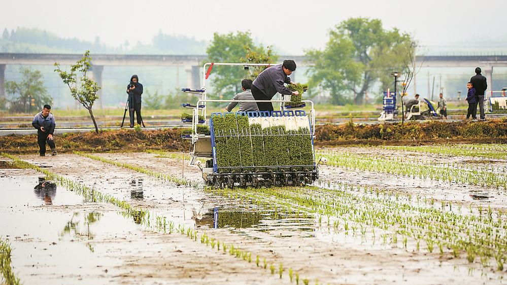 福建：杂交水稻制种上演“机器总动员”