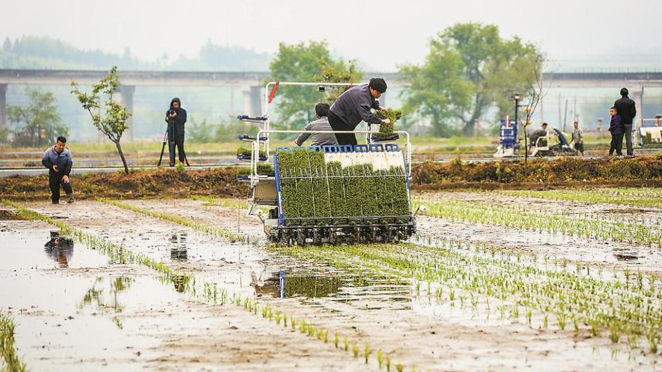 福建：杂交水稻制种上演“机器总动员”