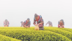 福建连江：长龙茶山春茶正式开采
