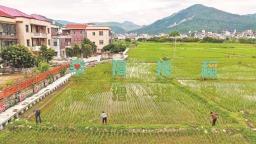 泉州：和美乡村入画来