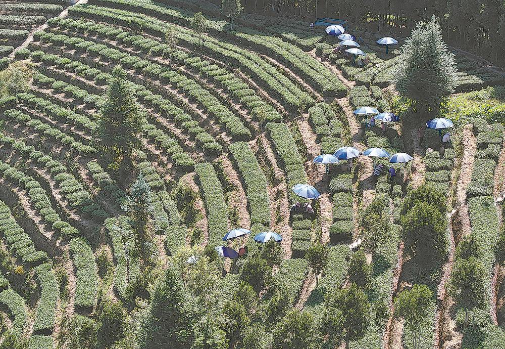 泉州安溪铁观音秋茶迎来采摘加工旺季