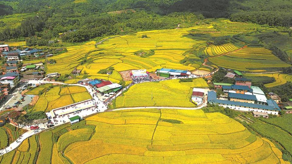 龙岩永定区坎市镇文秀千亩稻田一片丰收景象