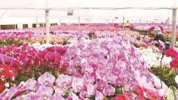 福建福清台创园蝴蝶兰走俏年宵花市