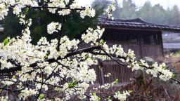 福州永泰盖洋乡李花盛放