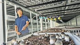 寿宁：食用菌全产业链带动农户增产增收