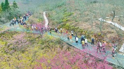 三明清流：樱花间“跑”动 文体旅融合