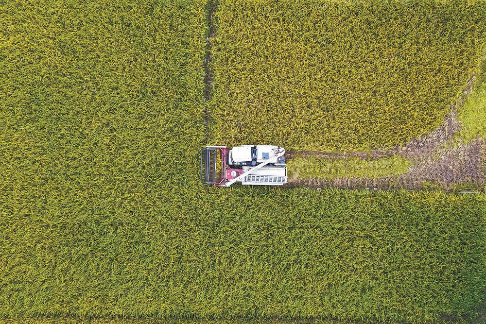 福建南安：晚稻丰收_fororder_8df391d8-8840-4881-9c0b-4d37be637f12