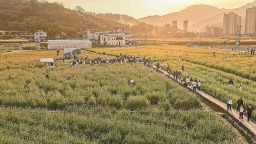 泉州永春：花海为台 踏春高歌