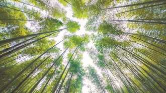 福建：一根翠竹 万千新局