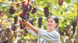 宁德福安赛江沿岸万亩葡萄喜获丰收