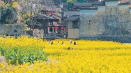宁德：花开屏南 振兴有“道”
