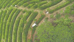 南平立足“三茶”统筹发展 带动村民增收