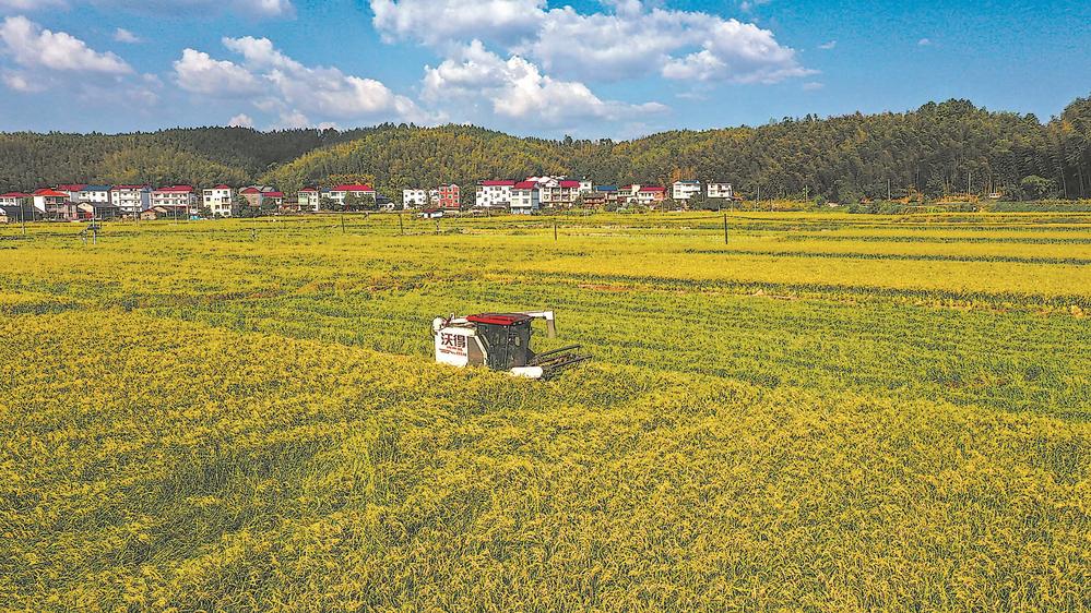 三明建宁：杂交水稻制种收割忙