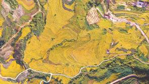 福建：谷丰仓满 粮安八闽