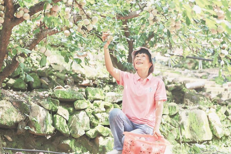 宁峰福安：芙蓉李下话丰年