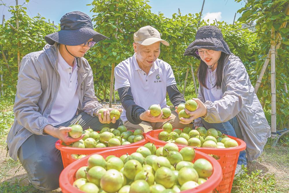 平潭：岚台合作结出“黄金果”