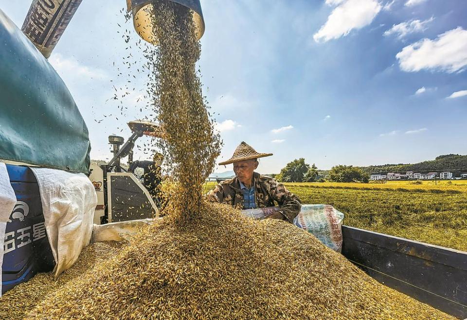 福建：杂交水稻制种上演“机器总动员”