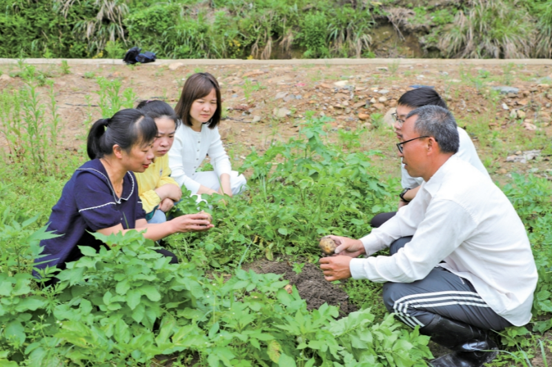 宁德周宁：田间“护薯战” 助力马铃薯稳产增收_fororder_微信截图_20250527092841_副本