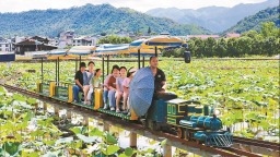 福建武夷山五夫镇万亩荷塘进入盛花期