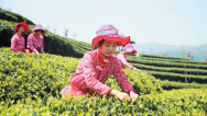 宁德柘荣：延链增效 兴茶富民