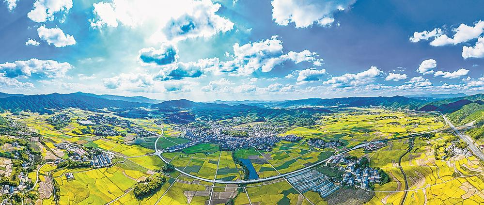 三明宁化：连片稻田进入收割旺季