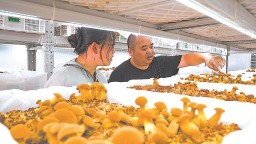 见手青在龙岩连城实现智能化种植