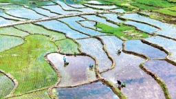 宁德寿宁：耕种示范基地插秧忙