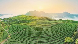 宁德福安：坦洋工夫向新而行